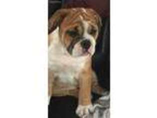 Bulldog Puppy for sale in Haverhill, MA, USA