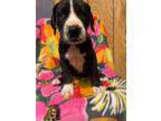Great Dane Puppy for sale in Angola, NY, USA