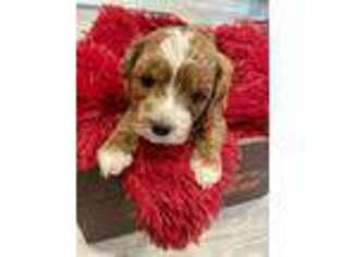 Cavapoo Puppy for sale in Montgomery, TX, USA