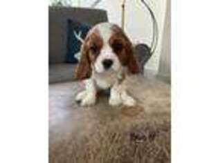 Cavalier King Charles Spaniel Puppy for sale in Lancaster, PA, USA