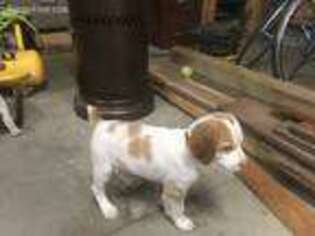 Brittany Puppy for sale in Whitehall, MI, USA