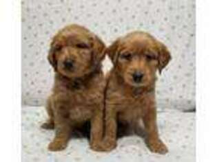 Goldendoodle Puppy for sale in Sterling, IL, USA