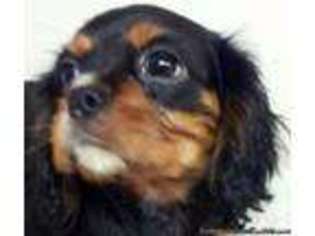 Cavalier King Charles Spaniel Puppy for sale in LOVELAND, CO, USA