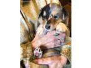 Collie Puppy for sale in Minden City, MI, USA