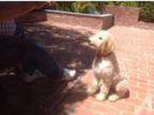 Goldendoodle Puppy for sale in ARROYO GRANDE, CA, USA