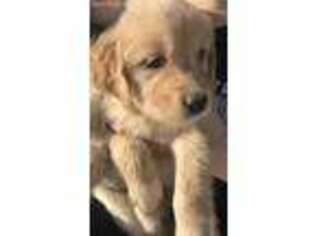 Golden Retriever Puppy for sale in Lake City, MN, USA
