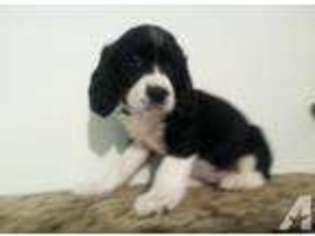 English Springer Spaniel Puppy for sale in OHATCHEE, AL, USA