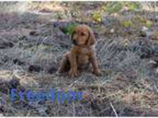Labrador Retriever Puppy for sale in Springdale, WA, USA