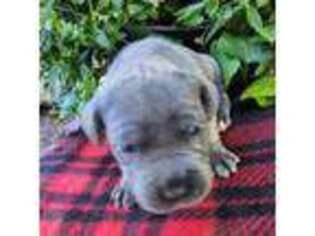 Cane Corso Puppy for sale in Ishpeming, MI, USA