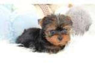 Yorkshire Terrier Puppy for sale in SAN FRANCISCO, CA, USA