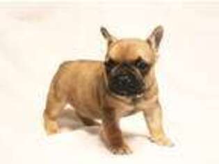 French Bulldog Puppy for sale in Osage Beach, MO, USA
