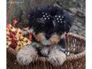 Yorkshire Terrier Puppy for sale in Park City, KY, USA