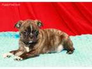 Pug Puppy for sale in Spanaway, WA, USA