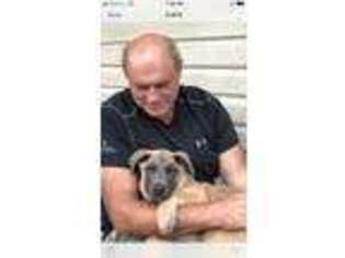 Dutch Shepherd Dog Puppy for sale in Greensboro, PA, USA