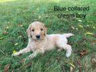 Goldendoodle Puppy for sale in Caledonia, MI, USA