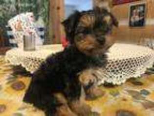 Yorkshire Terrier Puppy for sale in Ararat, NC, USA