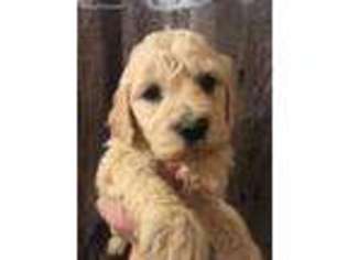 Goldendoodle Puppy for sale in Avoca, MI, USA