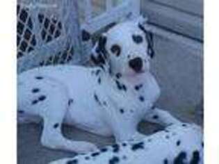 Dalmatian Puppy for sale in Pine City, MN, USA