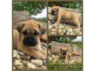 Cane Corso Puppy for sale in Delaware, OH, USA