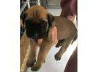Mastiff Puppy for sale in Dunnellon, FL, USA