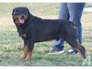 Rottweiler Puppy for sale in MARSHFIELD, MO, USA