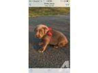 Labrador Retriever Puppy for sale in SMITHS GROVE, KY, USA