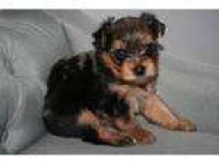 Yorkshire Terrier Puppy for sale in Charleston, SC, USA