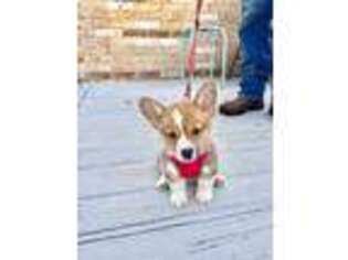 Pembroke Welsh Corgi Puppy for sale in Gilbertown, AL, USA