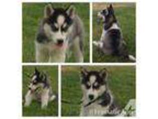 Siberian Husky Puppy for sale in OREGON CITY, OR, USA