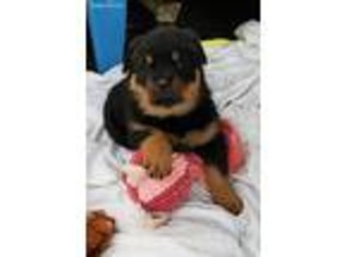 Rottweiler Puppy for sale in Warrensburg, MO, USA