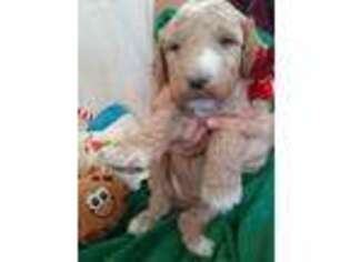 Goldendoodle Puppy for sale in Jamul, CA, USA