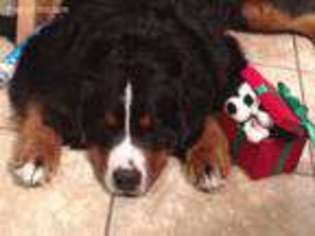 Bernese Mountain Dog Puppy for sale in Steamboat Springs, CO, USA