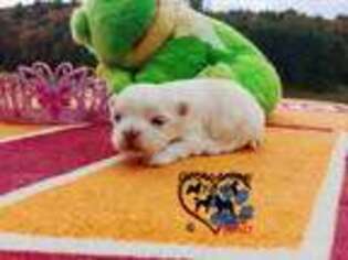 Maltese Puppy for sale in Bland, VA, USA