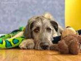 Irish Wolfhound Puppy for sale in Charlotte, MI, USA