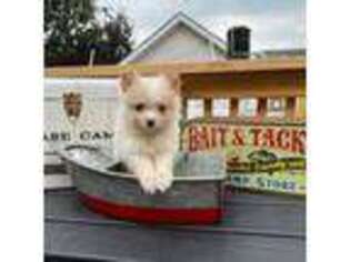 Pomeranian Puppy for sale in Linden, NJ, USA