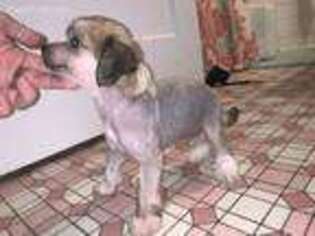 Chinese Crested Puppy for sale in Shreveport, LA, USA