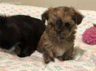 Shih-Poo Puppy for sale in Pensacola, FL, USA