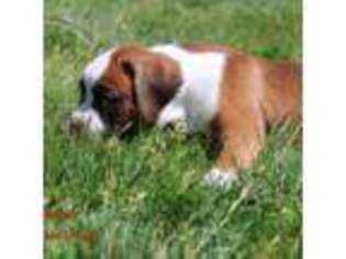 Boxer Puppy for sale in Salem, OR, USA