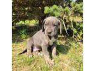 Great Dane Puppy for sale in Ulen, MN, USA