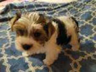 Yorkshire Terrier Puppy for sale in Munford, AL, USA