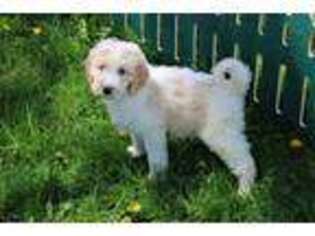 Goldendoodle Puppy for sale in Argyle, WI, USA