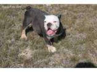 Bulldog Puppy for sale in Whitewright, TX, USA