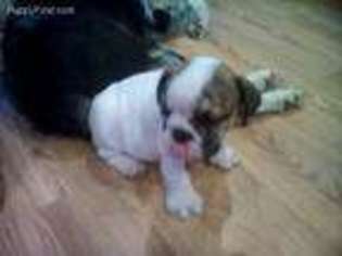 Bulldog Puppy for sale in Bean Station, TN, USA