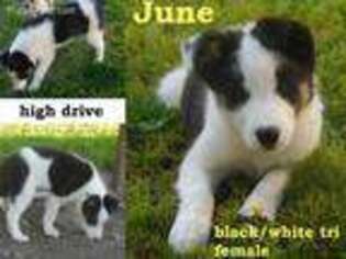 Border Collie Puppy for sale in Decatur, AR, USA