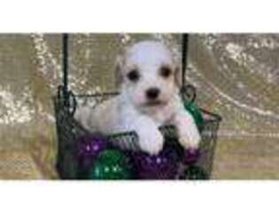 Cavachon Puppy for sale in Springfield, MO, USA