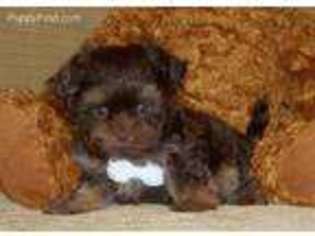 Mutt Puppy for sale in Salamanca, NY, USA