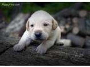 Labrador Retriever Puppy for sale in Jim Thorpe, PA, USA