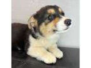 Pembroke Welsh Corgi Puppy for sale in Barnstable, MA, USA