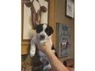 Border Collie Puppy for sale in Tucson, AZ, USA