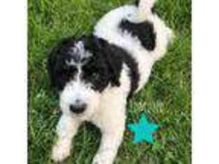 Mutt Puppy for sale in Des Moines, IA, USA